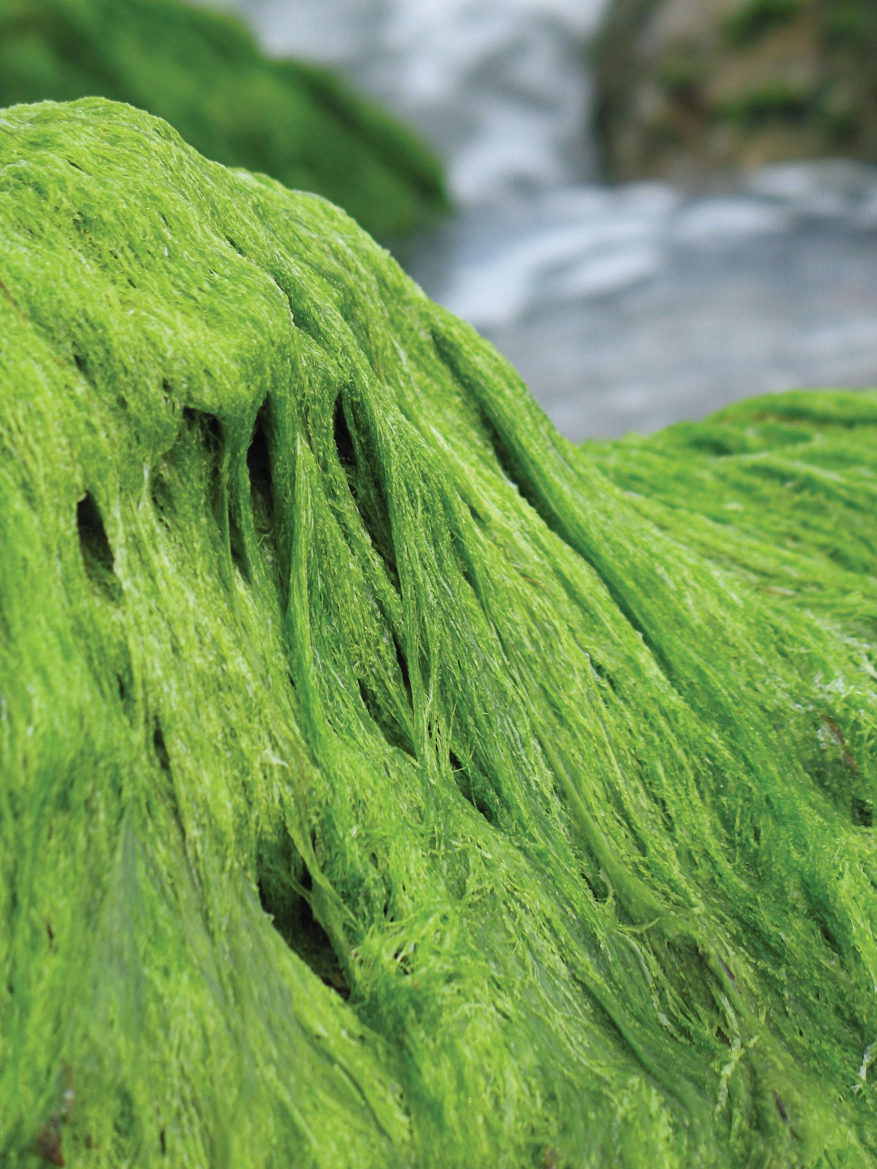 Filamentous Algae